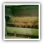 LEAF TOBACCO SHREDDED TOBACCO raw tobacco leaf dark air cured tobacco rustica tobacco FLUE CURED TOBACCO